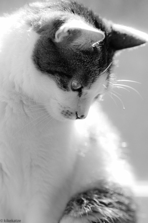 Katzen-5