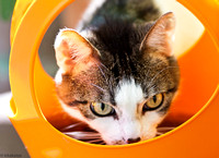 Katzen-3